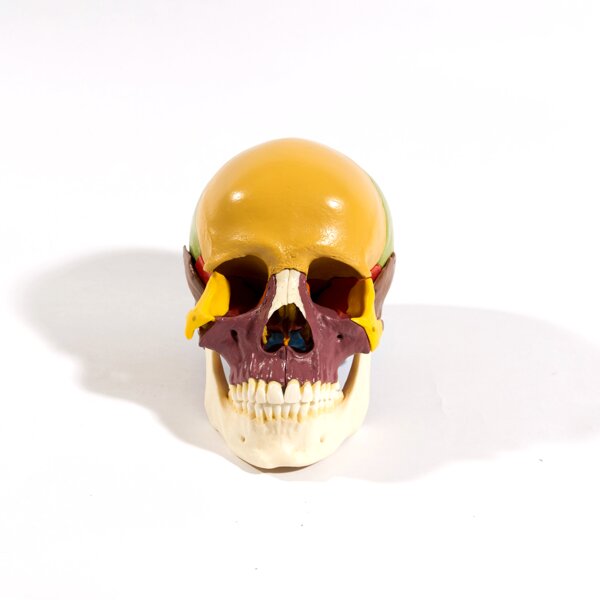 14 Piece Articulated Coloured Skull