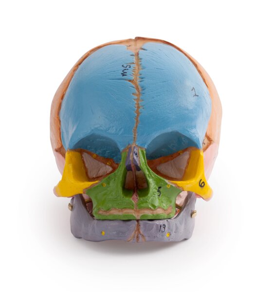 38 Week Feotal Skull - Coloured