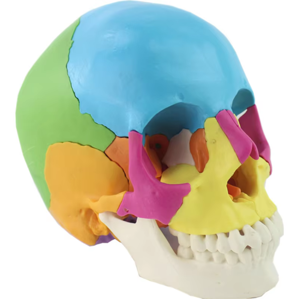 22 Piece Life Size Adult Anatomical Skull Model  