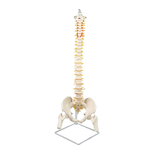 Life Size Flexible Vertebral Spine  Model Anatomy Model